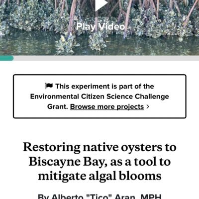 watershedactio1's profile picture. Restoring health to watersheds through living soils and water quality Project #1 - Restore Native Oysters to Biscayne Bay to mitigate algae blooms-Tico Aran MPH