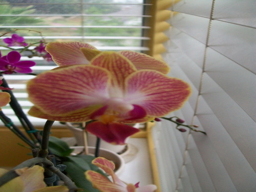 manuetdeo's profile picture. what's my cat?