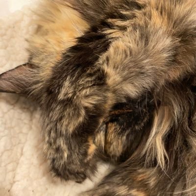 French-American, mother, liberal, feminist, humanist, animal rights activist, atheist, hosted by a teen and 2 cats. NO to the Convicted Felon 🌊🌊🌊