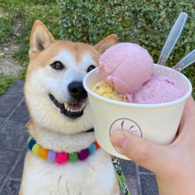 グルメ犬 In 名古屋 Gourmet Shiba Twitter