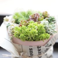 みーこ (@schnakanon) Twitter profile photo