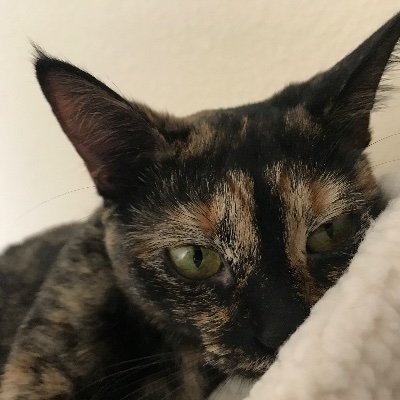 VoxDeLibertate's profile picture. There will never be peace & prosperity in any country where the left holds sway. In a liberal world, what’s not forbidden is mandatory.