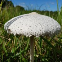 Tangled Pixies (@tangledpixies1) 's Twitter Profile