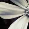 thetagurl's profile picture. I am passionate about life, people and the planet. I am driven to create something new, bold, revolutionary to help bring people to success.