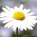 Mrs.Madison - @IreneMadison - Twitter