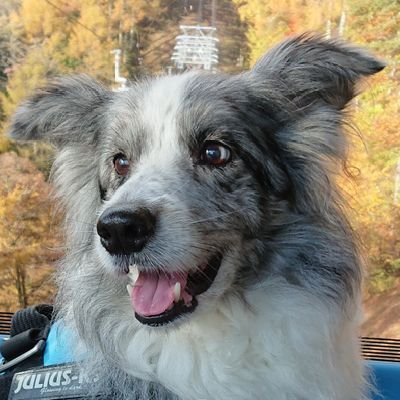 Gra Laura 再びボーダーコリー スムースのいわゆるフィールド系 カッコいい けど女の子 犬のイラスト 鉛筆画 いぬのいる暮らし いぬいらすと ボーダーコリー 犬 いぬ 犬のいる生活 Gra Laura 再びボーダーコリー スムースのいわゆるフィールド系 カッコいい けど女の子 犬のイラスト 鉛筆画 いぬのいる暮らし いぬいらすと ボーダーコリー 犬 いぬ 犬のいる生活