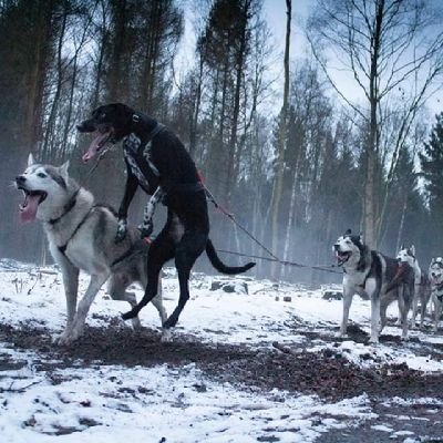 luisbarranca10's profile picture. correr