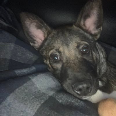 FaydzFire's profile picture. Dog/perro