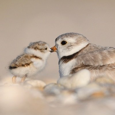 The Shorebird Conservation Society aims to highlight the plight of shorebird populations through citizen science, education and research on a global scale.