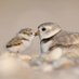 Shorebird Conservation Society (@shorebird_soc) Twitter profile photo