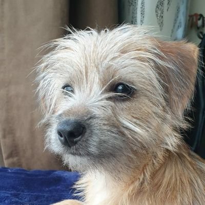 Tiny Terrier living the best life in the North East of England.