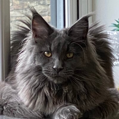 King of cats 👑 Blue Maine Coon. Look into my eyes and say I’m not beautiful, I dare you!  Own multiple humans. One’s a KC but I tell him what to say in Court