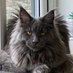 Columbo (@advocat_qc) Twitter profile photo Columbo (@advocat_qc) Twitter profile photo