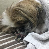 atsuko (@kf1ftf7wvgwmbb1) 's Twitter Profile