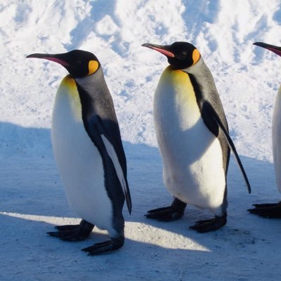 皇帝ペンギン2号 Penguin2 Cr Twitter