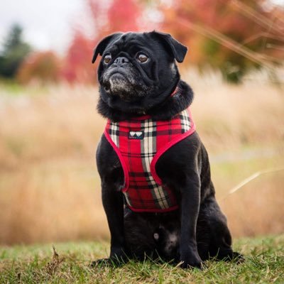 2blackpugz Profile Picture