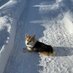 U Corgi (@ucorgi1) Twitter profile photo U Corgi (@ucorgi1) Twitter profile photo