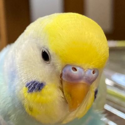 シンゴさんのプロフィール画像