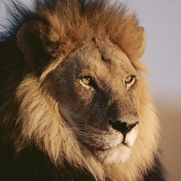 HuZhenrong's profile picture. 2020 The New Federal State of China