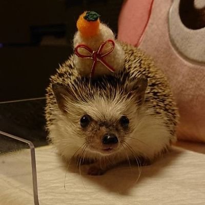 tyouzetusinsi's profile picture. 