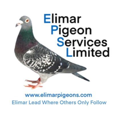 Elimar Pigeon Services. Online auction site, selling racing pigeons worldwide. Instagram:elimarpigeonservices Snapchat:elimarpigeons