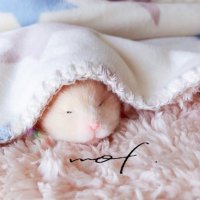 mof. (@mof_fluffy) 's Twitter Profile Photo mof. (@mof_fluffy) 's Twitter Profile Photo
