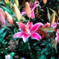 柳暗花明777 (@lcxpaonu2d9a6rv) 's Twitter Profile