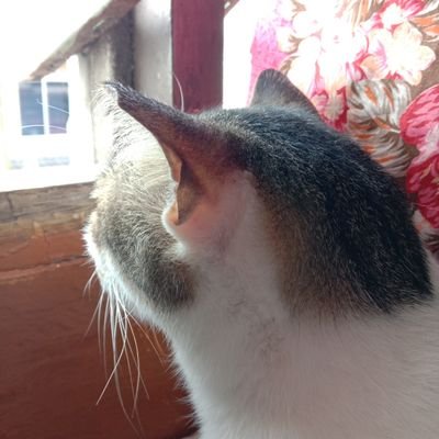 Eman Razak (@balqis_eman) / Twitter