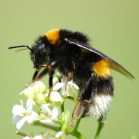 The Pollinator Project 🐝 🦋 🌱🌸(@pollinatorproj) 's Twitter Profile Photo