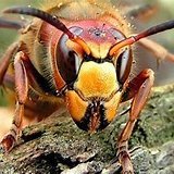 E-Murderhornet the most MAGA murder hornet