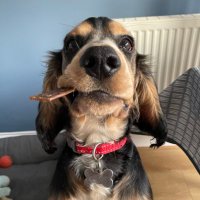 Reggie the Cocker 🐶 🐾👹(@ReggieCocker) 's Twitter Profile Photo