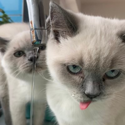 Hemlo! 💕 We are two blue colourpoint British Shorthair sisters named (I)slay and (W)illow. Bday is 24th Sept. One of our humans is @blueybirdy. #catsoftwitter