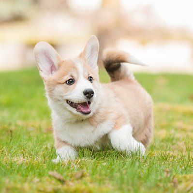 ClubCorgilover's profile picture. 