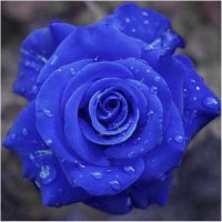 BlueRose (@bluerosebb) 's Twitter Profile