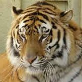 🐯さんのプロフィール画像