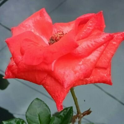 PopoJafar's profile picture. nothing