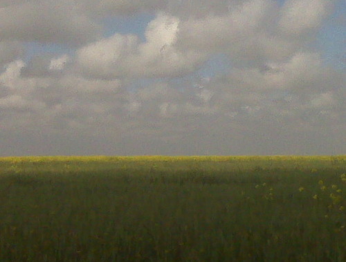 danisimu's profile picture. 