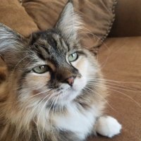 Tbone (@tbone9966) 's Twitter Profile