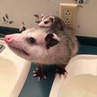 probably buried in trash (@puckopossum) 's Twitter Profile Photo probably buried in trash (@puckopossum) 's Twitter Profile Photo
