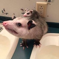 probably buried in trash(@puckopossum) 's Twitter Profile Photo