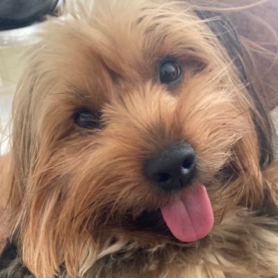 sousilvios's profile picture. Na luta por dias melhores