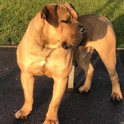 AK boerboels - home of the South African Boerboels
we are a professional breeder based in the UK