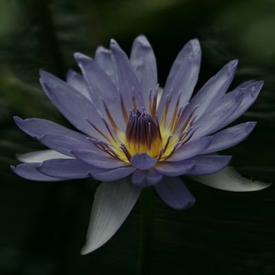 soubi1103's profile picture. 地方在住。潤くんファンです。嵐大好き💕だいぶ大人。いろいろ失礼があったらごめんなさいm(__)m  無言フォロー、失礼します。
ヘッダーは 展覧会参加した日の想い出です🌃✨