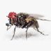 Audacious Bodacious Fly Profile picture