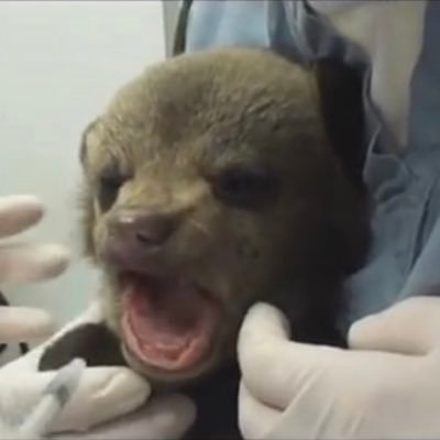 irajames11's profile picture. (𝐀𝐥𝐚𝐬𝐤𝐚 𝐈𝐧𝐝𝐢𝐠𝐞𝐧𝐨𝐮𝐬) Here for dogs & memes I communicate through silent treatment & sarcasm my posts should be read in a Morgan Freeman voice.