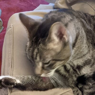 Cat dad, knitter, gamer, singer
#Resist #LongHauler #Covid19