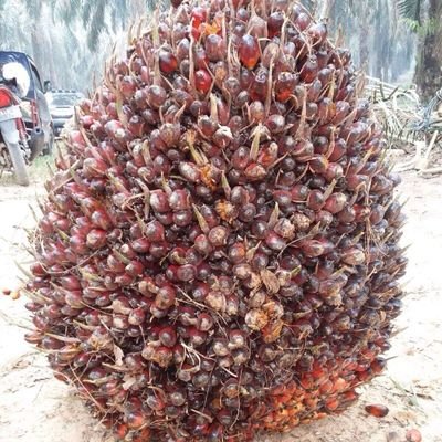 arif_imam_s's profile picture. 