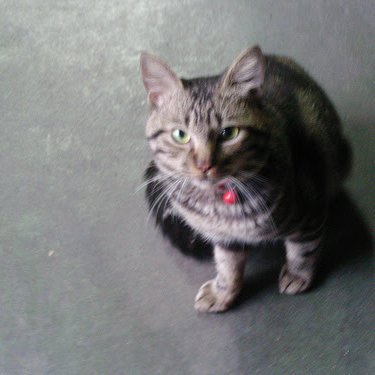 ashigaru's profile picture. 墨田区民