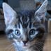 Pepper's Library (@pepperslibrary) Twitter profile photo Pepper's Library (@pepperslibrary) Twitter profile photo