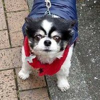 ブサメン (@peasui_hm) 's Twitter Profile